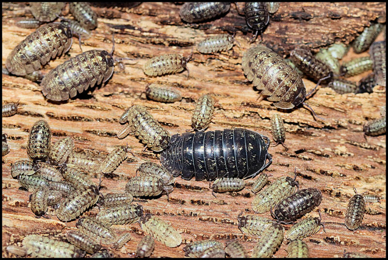 Armadillidium vallombrosae 'Marmore falls'