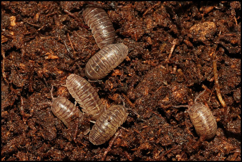 Armadillidium arcangelii 'Terni'