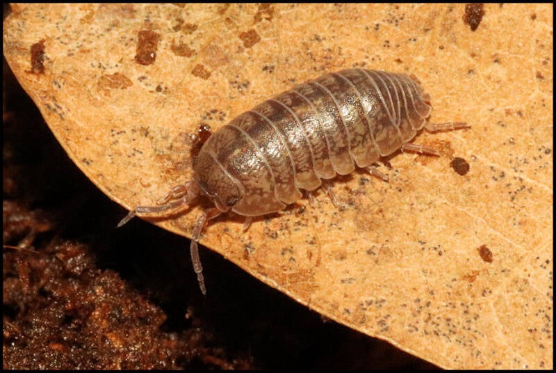 Armadillidium arcangelii 'Terni'