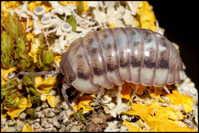 Armadillidium corcyraeum 'silver'