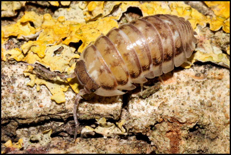 Armadillidium corcyraeum 'silver'