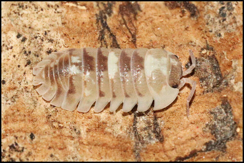 Armadillidium espanyoli 'marbleized'