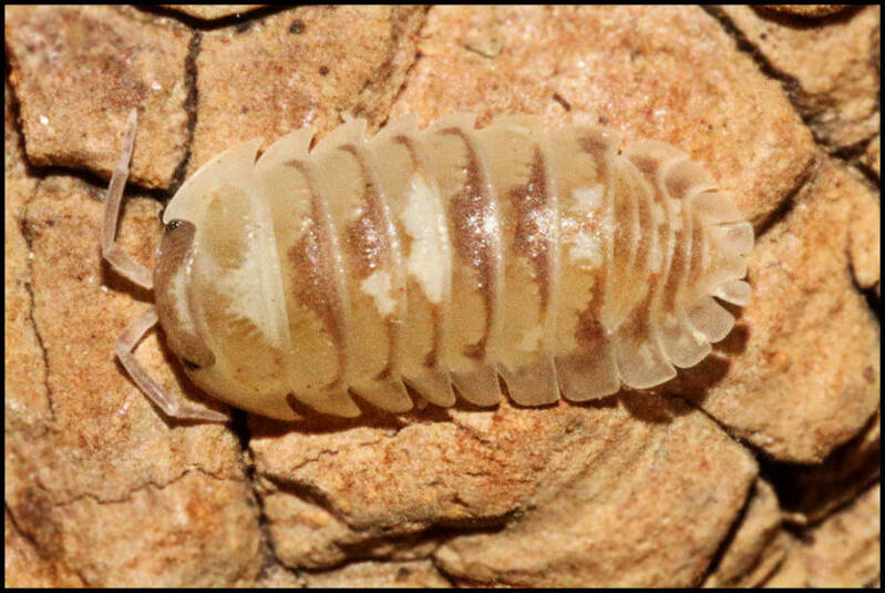 Armadillidium espanyoli 'marbleized'