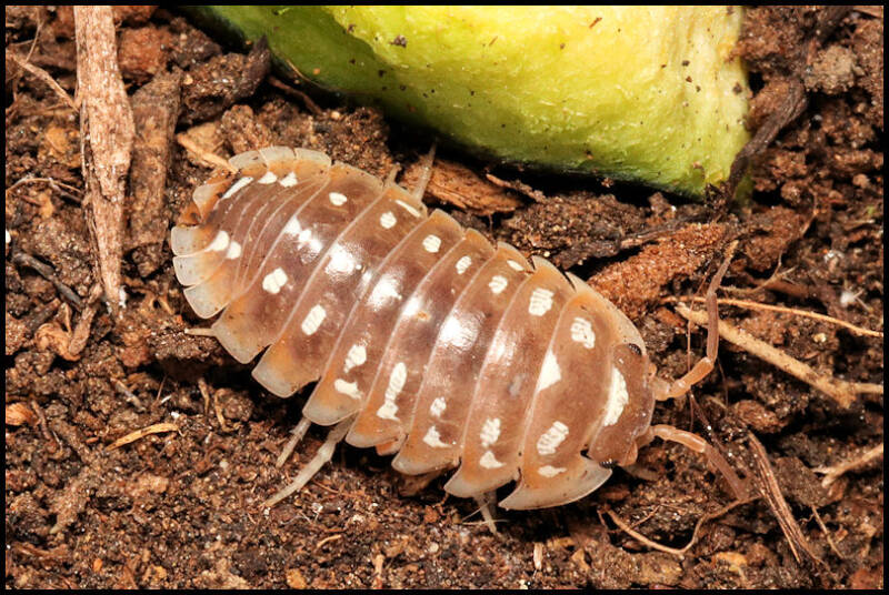 Armadillidium flavoscutatum