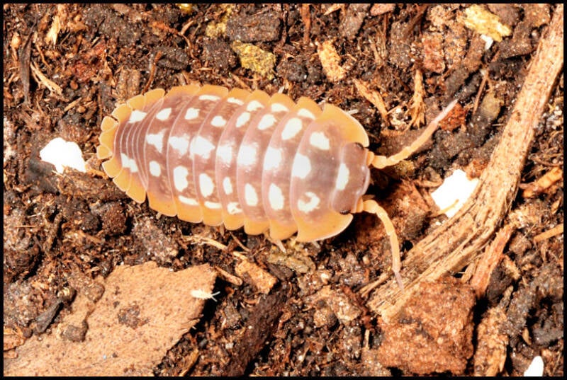 Armadillidium flavoscutatum