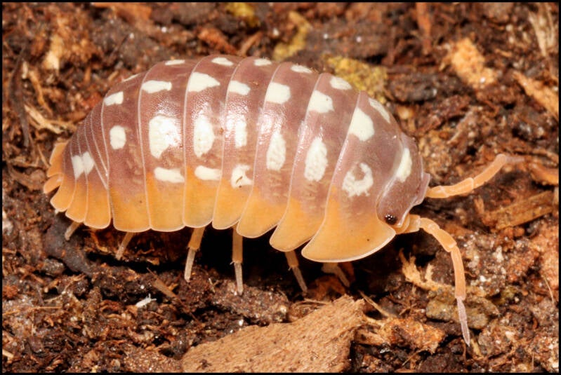 Armadillidium flavoscutatum
