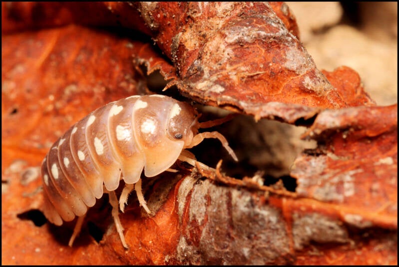 Armadillidium flavoscutatum