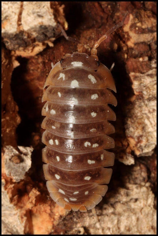 Armadillidium flavoscutatum