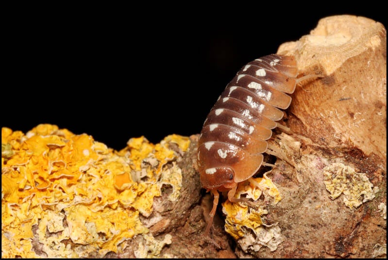 Armadillidium flavoscutatum
