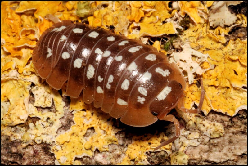Armadillidium flavoscutatum