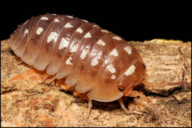 Armadillidium flavoscutatum