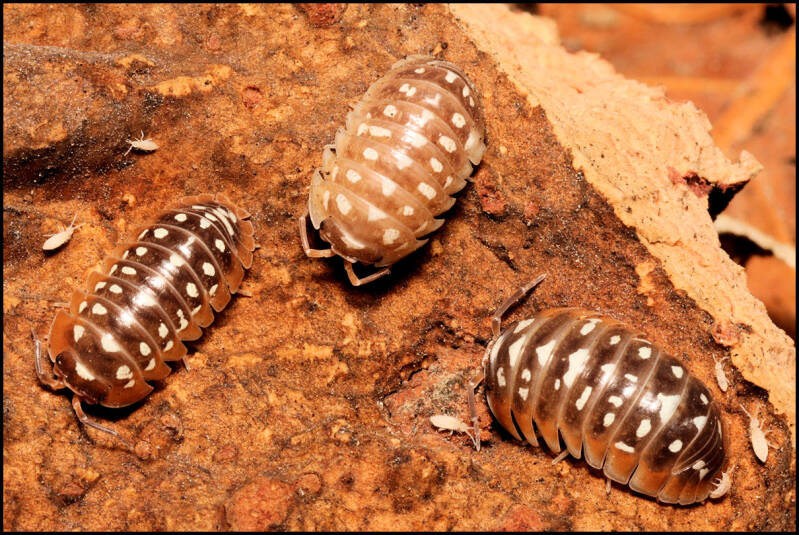 Armadillidium flavoscutatum