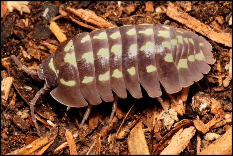 Armadillidium gestroi 'white spot'