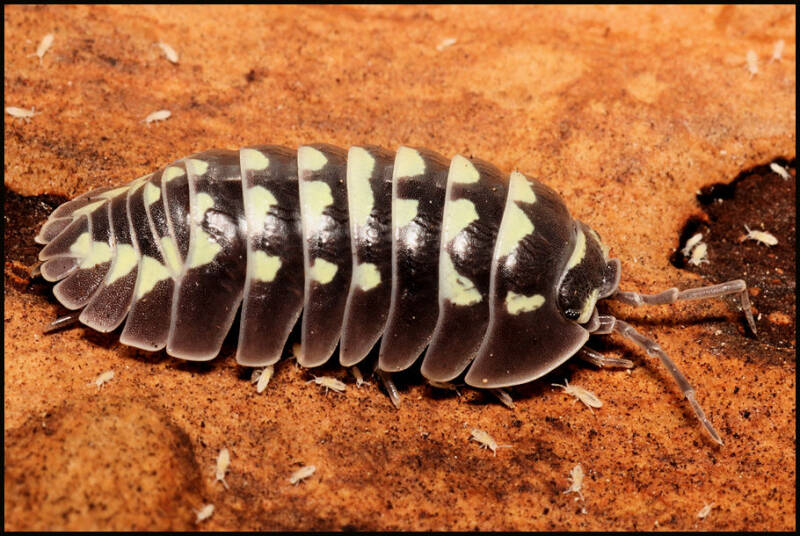 Armadillidium gestroi 'white spot'