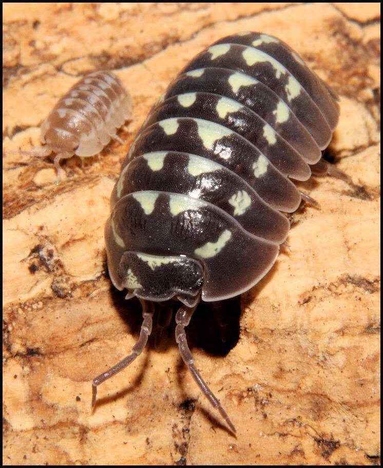 Armadillidium gestroi 'white spot'