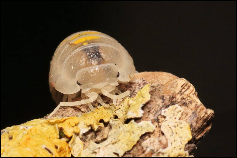 Armadillidium granulatum 'magic potion'