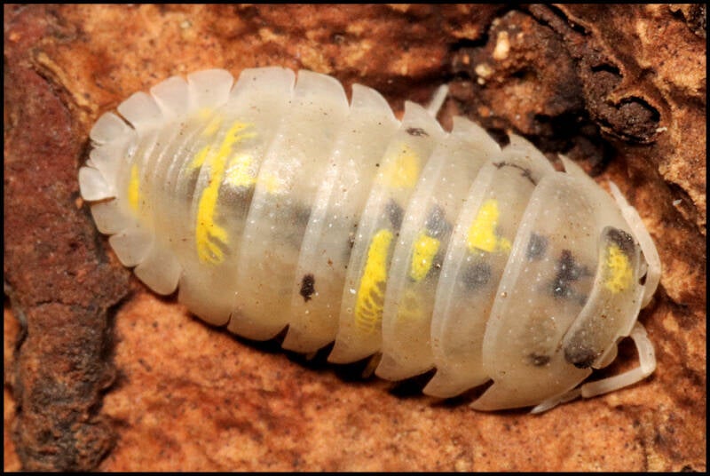 Armadillidium granulatum 'magic potion'