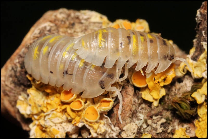 Armadillidium granulatum 'magic potion'