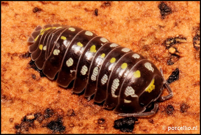 Armadillidium klugii 'black'