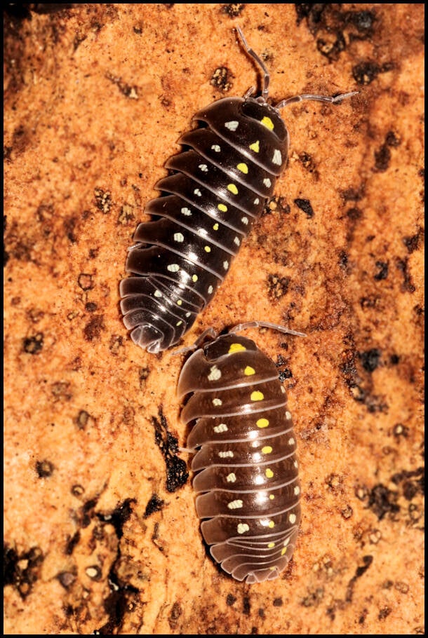 Armadillidium klugii 'black'