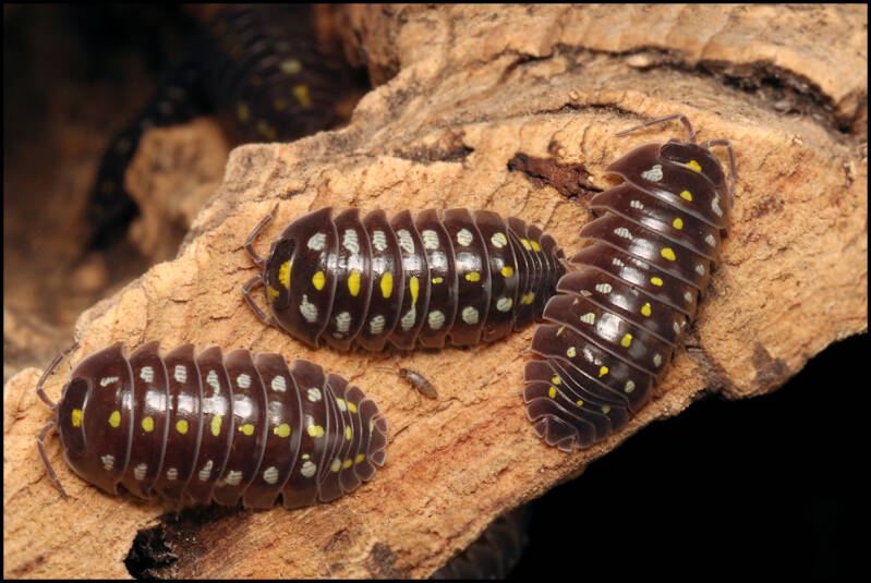 Armadillidium klugii 'black'