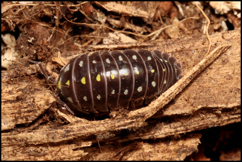 Armadillidium klugii 'black'