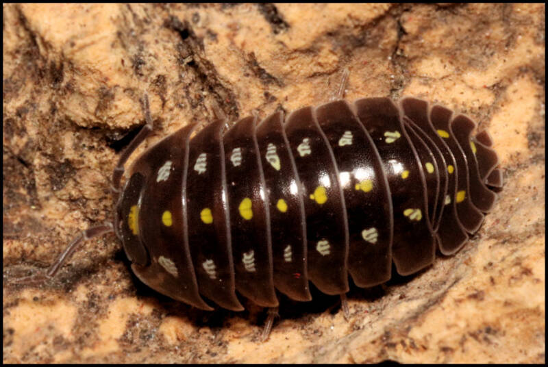 Armadillidium klugii 'black'