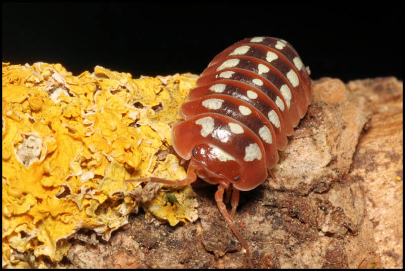 Armadillidium klugii 'black'