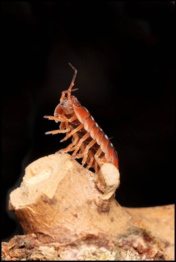 Armadillidium klugii 'Dubrovnik'