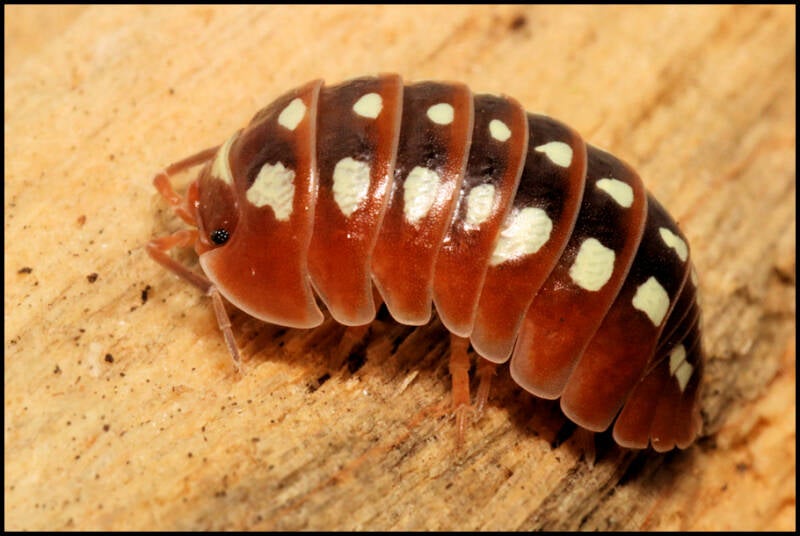 Armadillidium klugii 'Dubrovnik'
