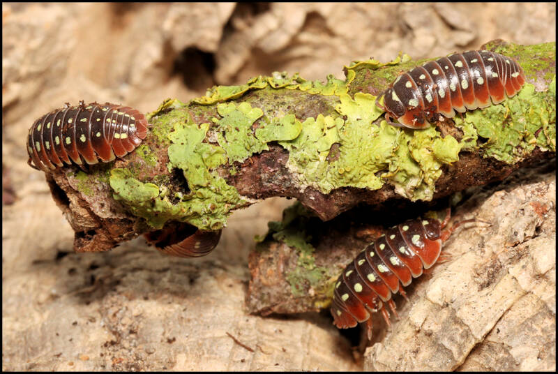 Armadillidium klugii 'Dubrovnik'