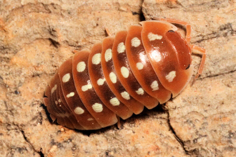 Armadillidium klugii 'black'