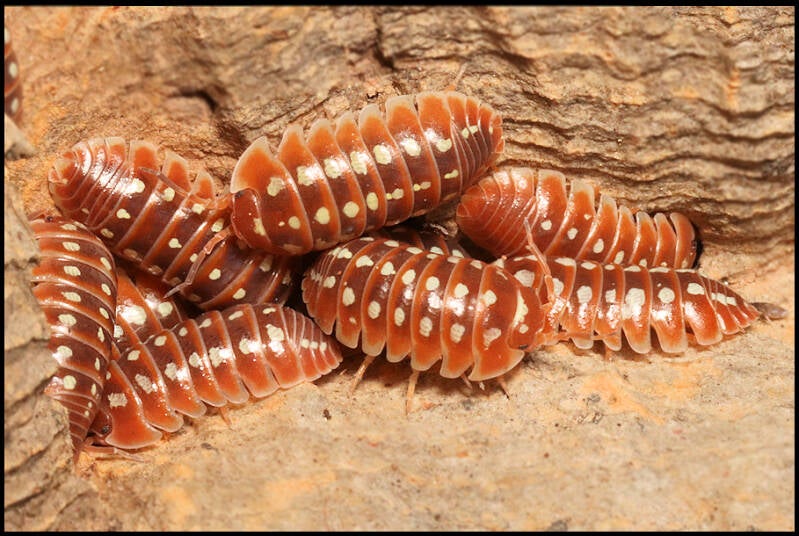 Armadillidium klugii 'Dubrovnik Red'