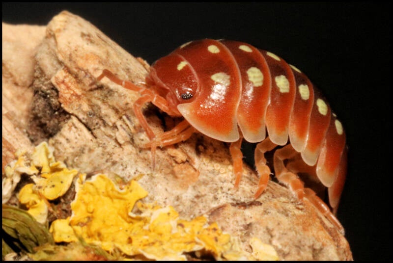 Armadillidium klugii 'Dubrovnik Red'