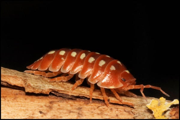 13 x Armadillidium klugii 'Dubrovnik Red'