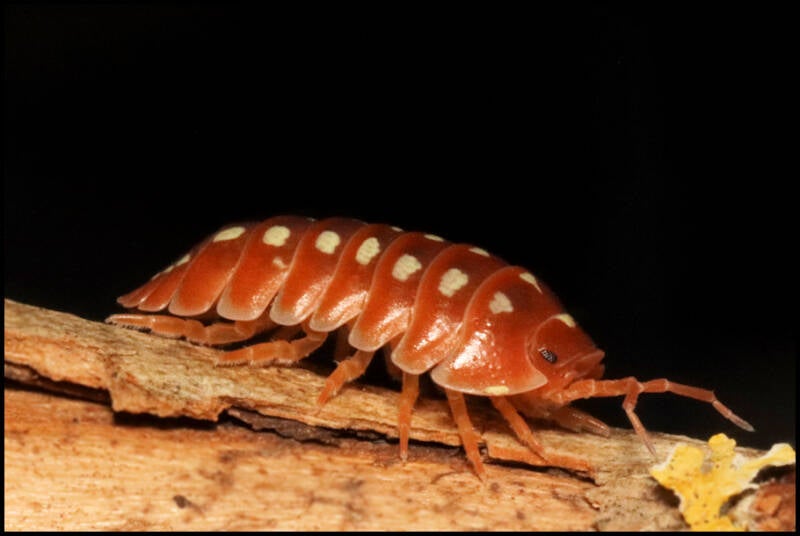 Armadillidium klugii 'Dubrovnik Red'