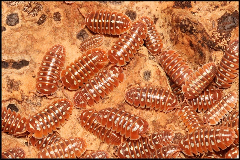 Armadillidium klugii 'Dubrovnik Red'
