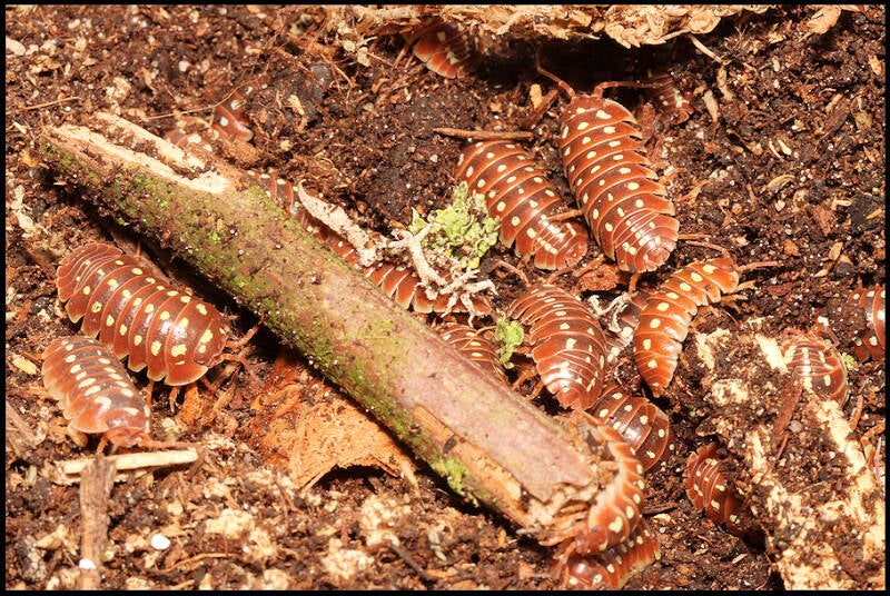 Armadillidium klugii 'Dubrovnik Red'