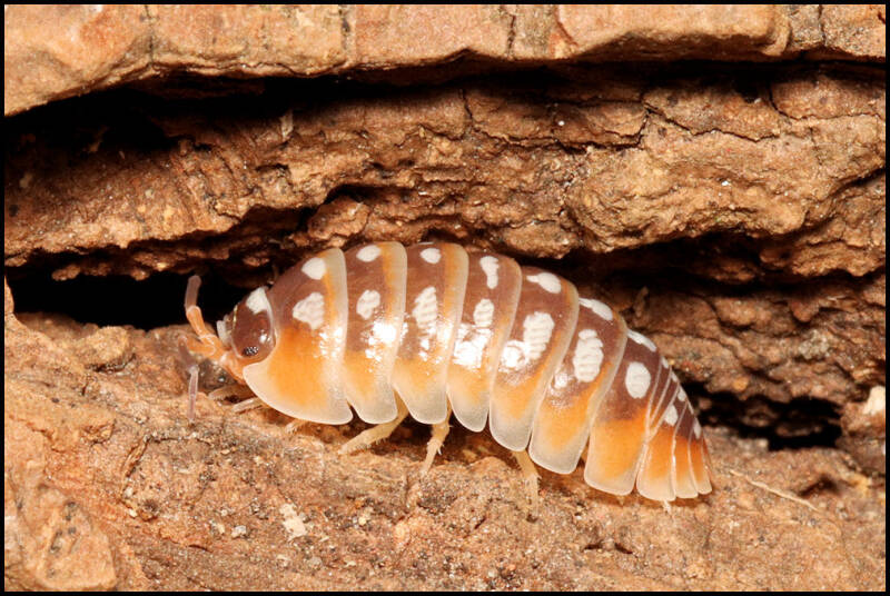 Armadillidium klugii 'Split'