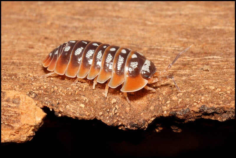 Armadillidium klugii 'Split'