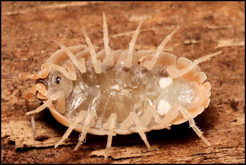 Armadillidium klugii 'Split'