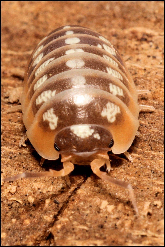 Armadillidium klugii 'Split'