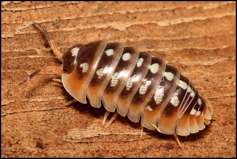 Armadillidium klugii 'Split'