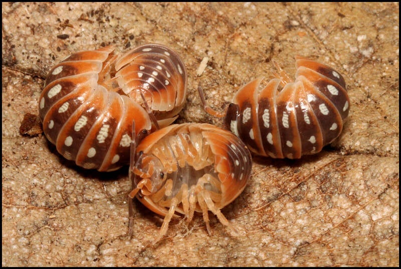 Armadillidium klugii 'Split'