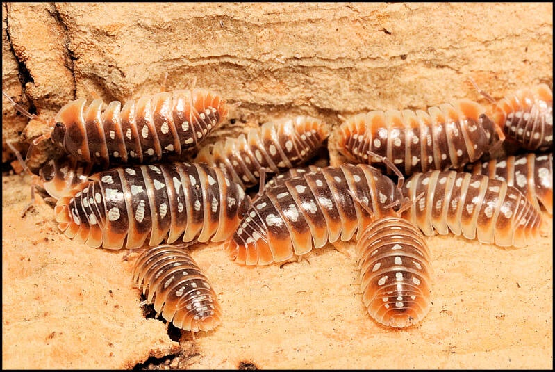 Armadillidium klugii 'Split'