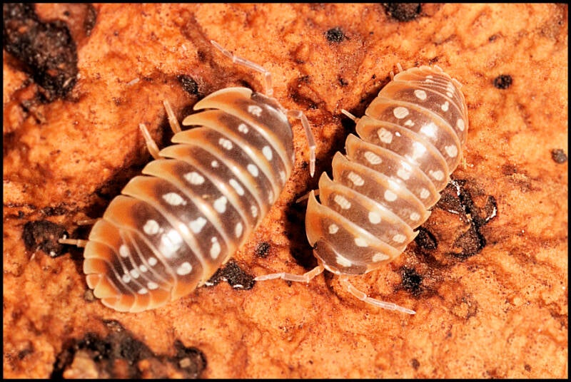 Armadillidium klugii 'Split'
