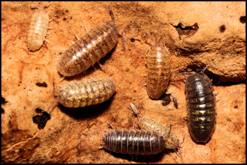 Armadillidium marmoratum