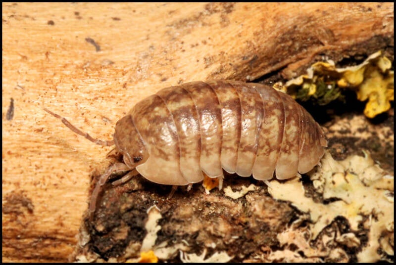 Armadillidium marmoratum