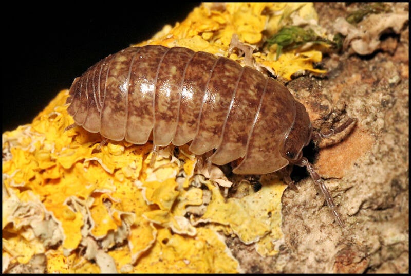 Armadillidium marmoratum