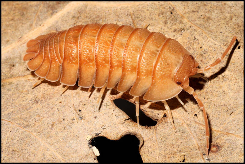 Armadillidium pallasii 'orange'